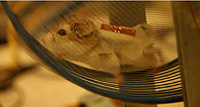 A hamster wearing a jacket with attached nanogenerators. Image obtained from Georgia Institute of Technology web site